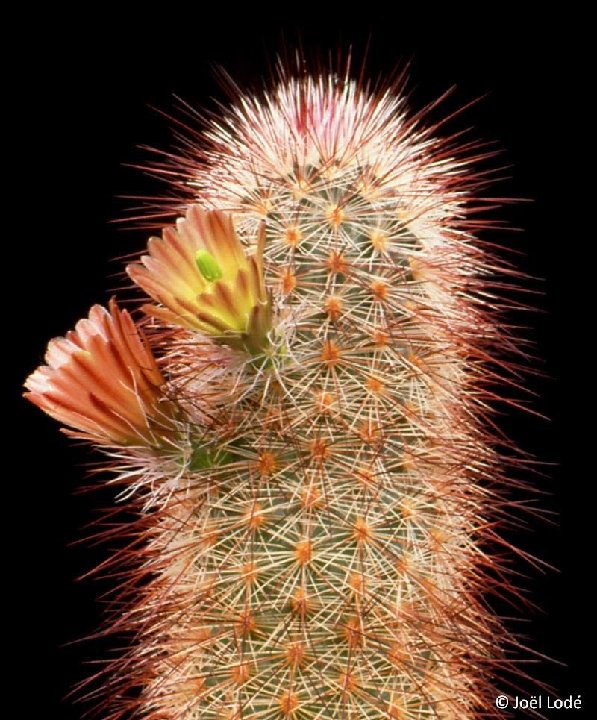 Echinocereus russanthus ©JLcoll.1176